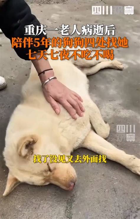 狗狗7749天